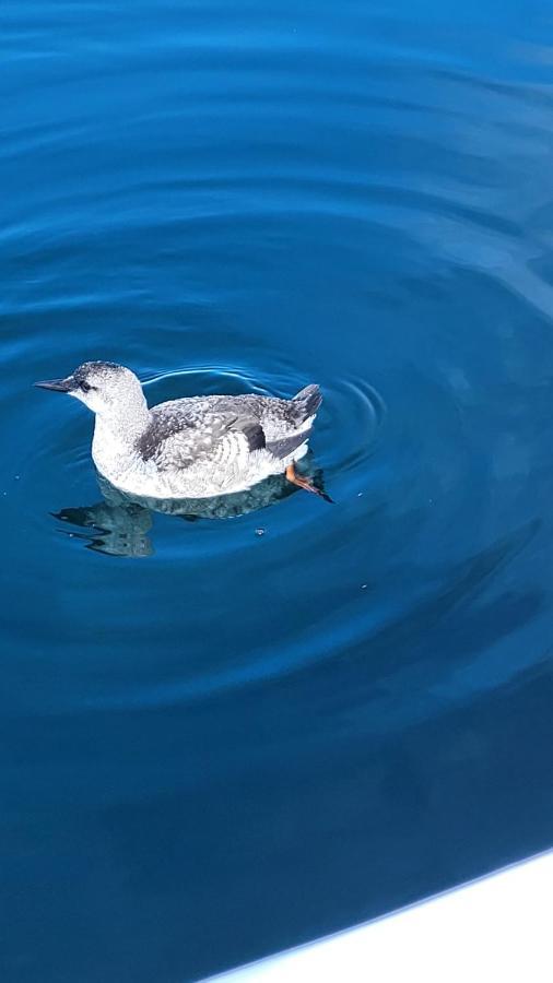 Вілла Glenduron-By-Sea Saint Marys Екстер'єр фото